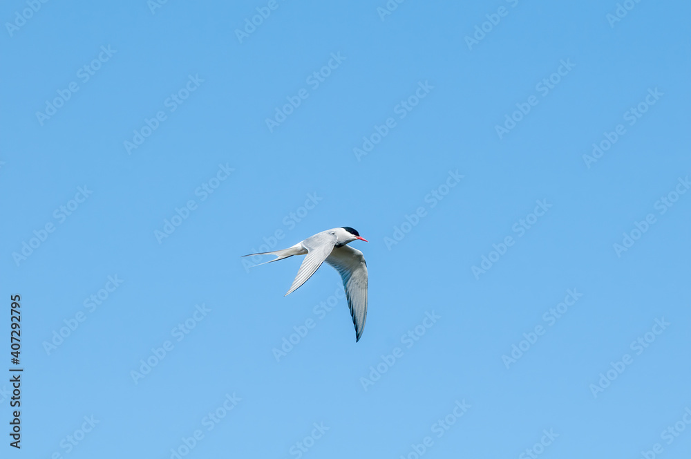 Arctic Tern (Sterna paradisaea) in Barents Sea coastal area, Russia Arctic Tern (Sterna paradisaea) in Barents Sea coastal area, Russia