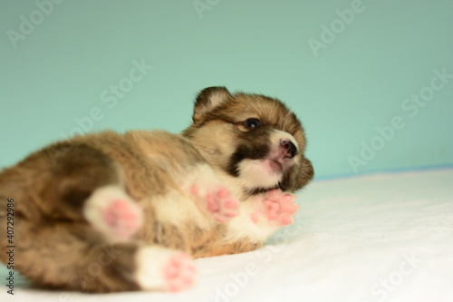 Photo of a Pembroke Welsh Corgi puppy in red colors, for the exhibition on a gray background. friendly dog, smiling and happy