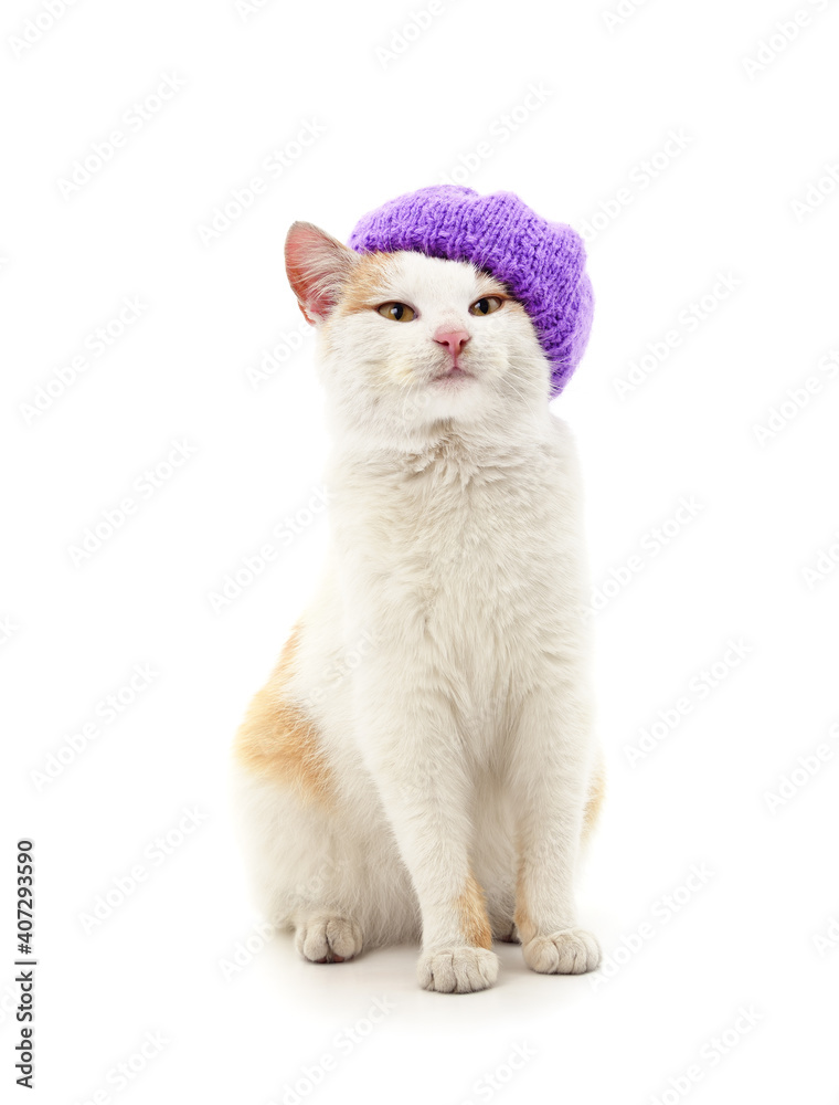Cat in a hat.