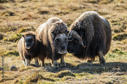 musk ox in norway in dovrefjell relaxing in autumn
