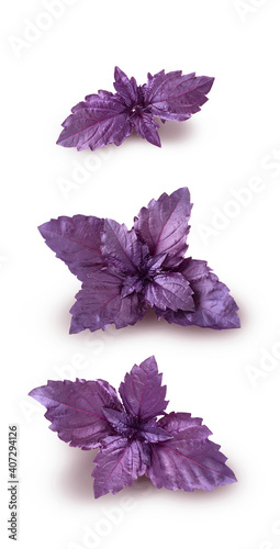 Red basil leaves isolated on white background.
