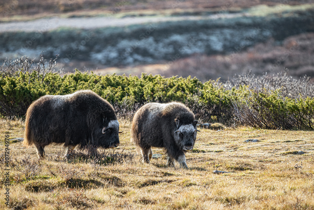 musk ox in norway in dovrefjell relaxing in autumn musk ox in norway in dovrefjell relaxing in autumn