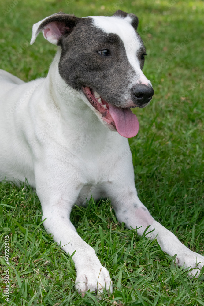 White pitbull mix dog with grey eye patches and beautiful eyes on grassy field