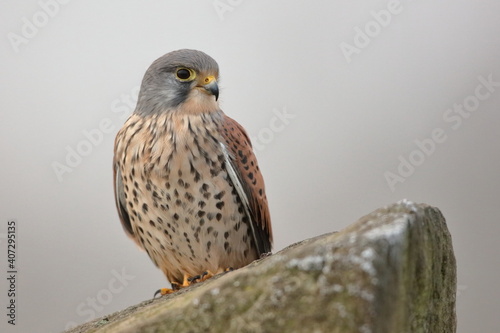 Foto Kestrel