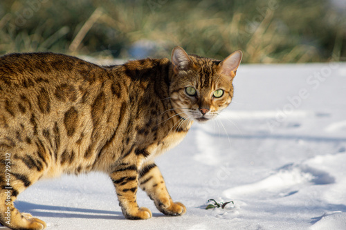 Bengal cat in snowy weather