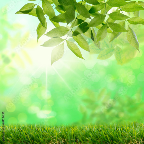 Background of fresh,green isolated leaves on tree in spring against blurred background and fresh meadow in nature and landscape.