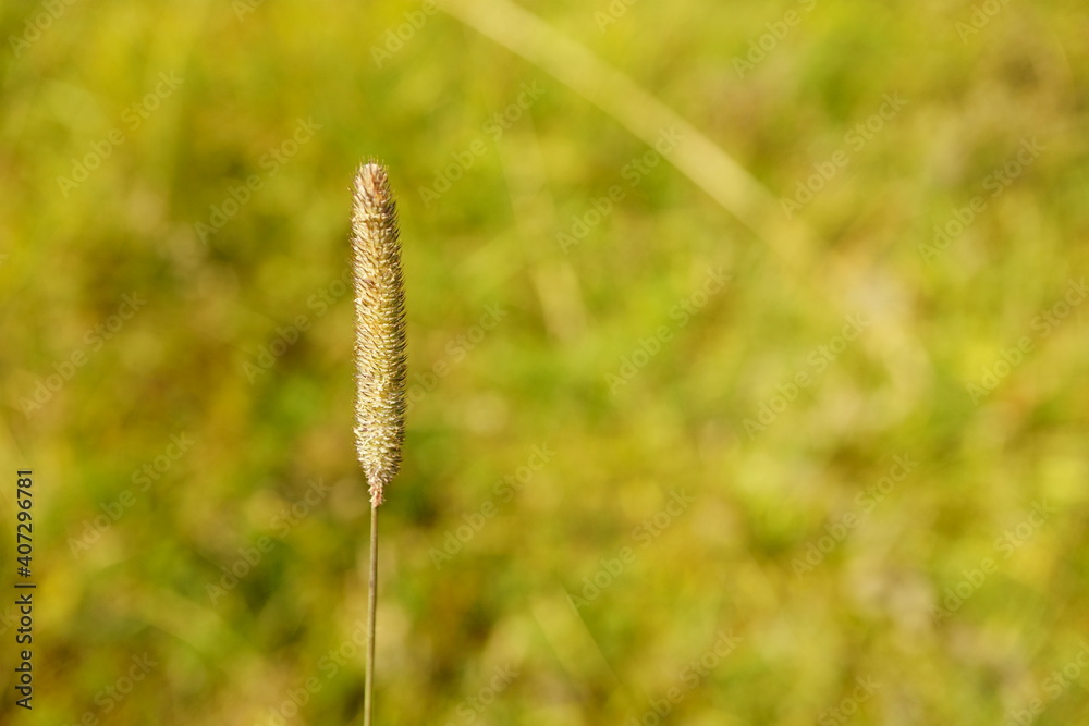 Macro photography of wheat with copy space