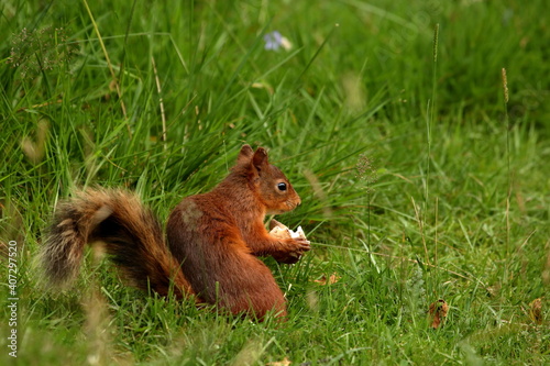 Fototapeta red squirrel