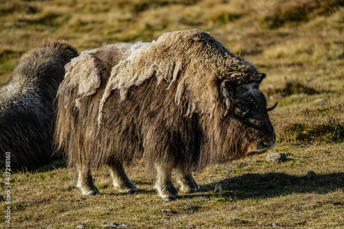 musk ox in norway in dovrefjell relaxing in autumn photo