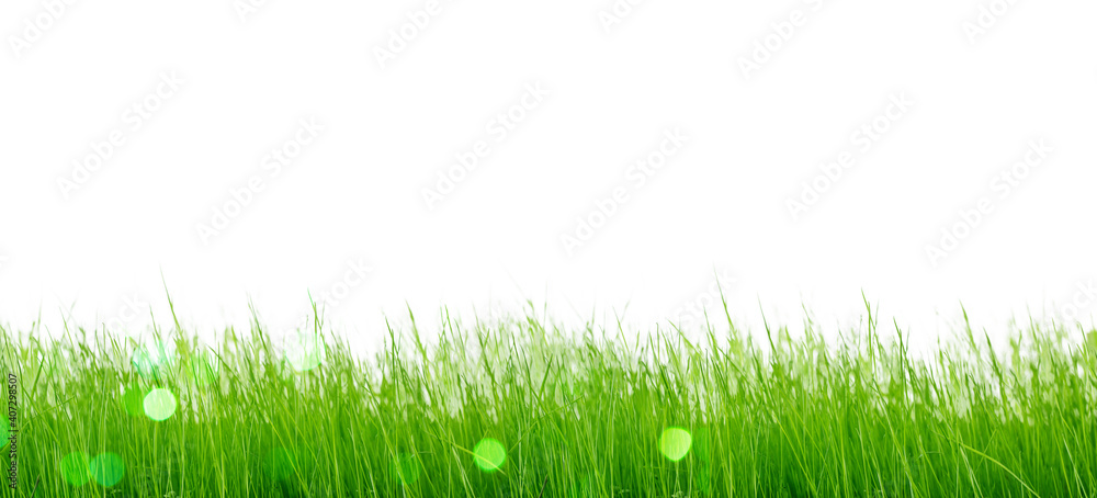 Obraz premium Isolated green grass on a white background.