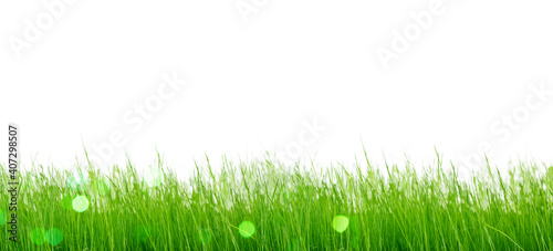 Isolated green grass on a white background.