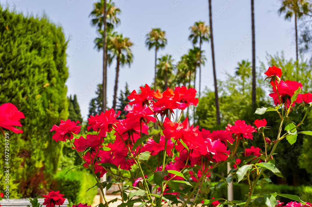 Palm trees in Seville Alcazar gardens, Spain Palm trees in Seville Alcazar gardens, Spain