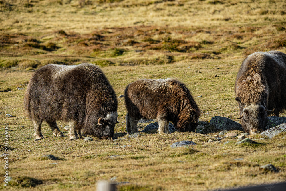 Fototapeta premium musk ox in norway in dovrefjell relaxing in autumn