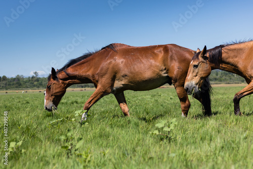 Horses feeding in green fields