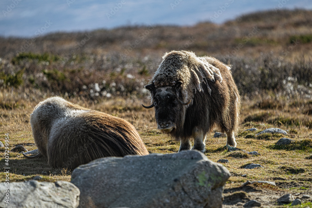 musk ox in norway in dovrefjell relaxing in autumn musk ox in norway in dovrefjell relaxing in autumn
