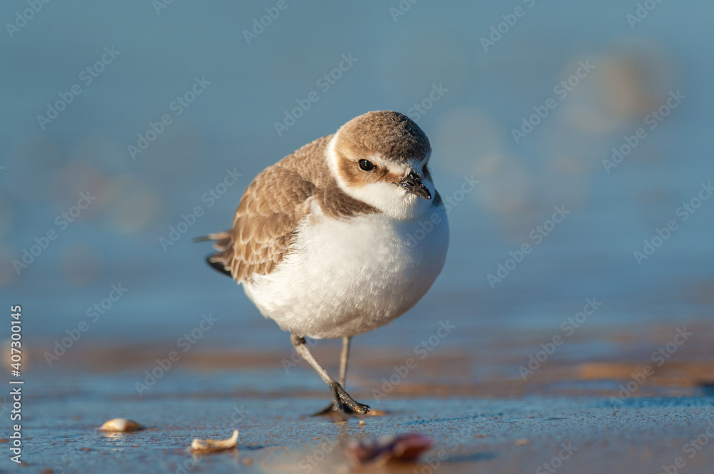 Kentish plover on the sandy seashore Kentish plover on the sandy seashore