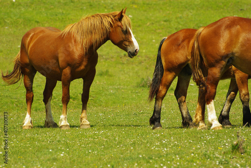 Horses in freedom on the Gran Sasso plateau in Abruzzo. © Enrico Spetrino