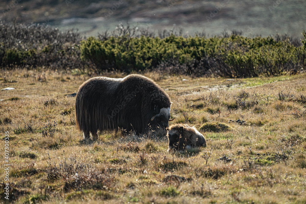 musk ox in norway in dovrefjell relaxing in autumn musk ox in norway in dovrefjell relaxing in autumn