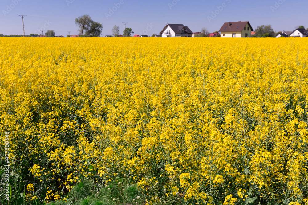 Image of yellow oilseed rape field at sunny day, landscape in Poland