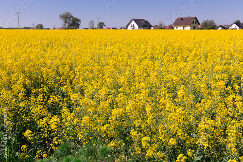 Image of yellow oilseed rape field at sunny day  landscape in Poland