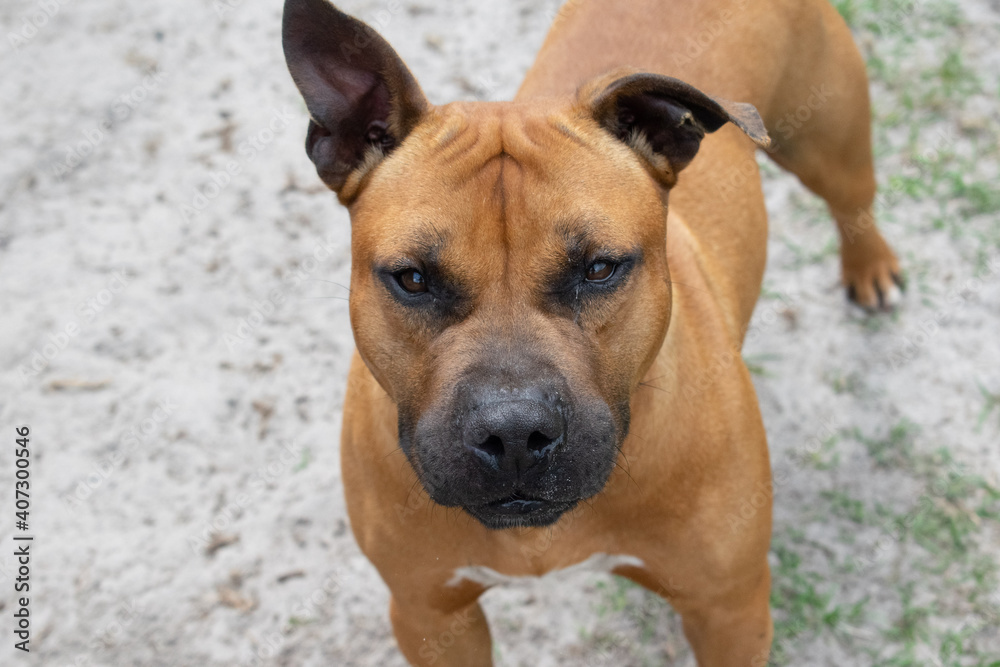 Portrait brown pitbull mix with pointed ears and a black muzzle