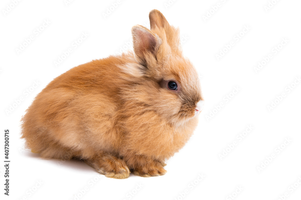 rabbit isolated