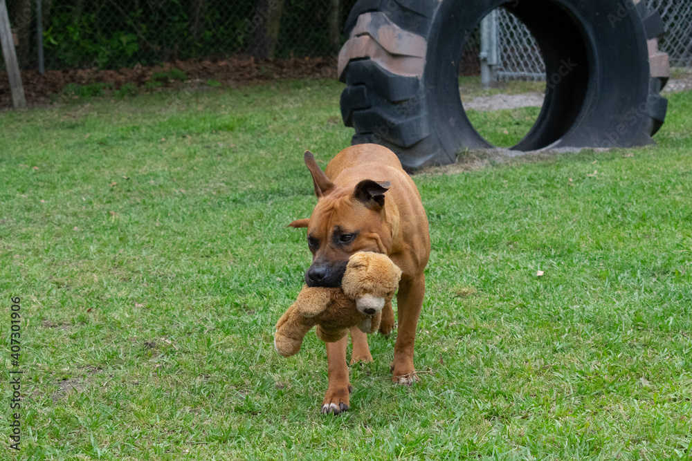 Brown pitbull mix with a black face plays with a toy at an animal shelter