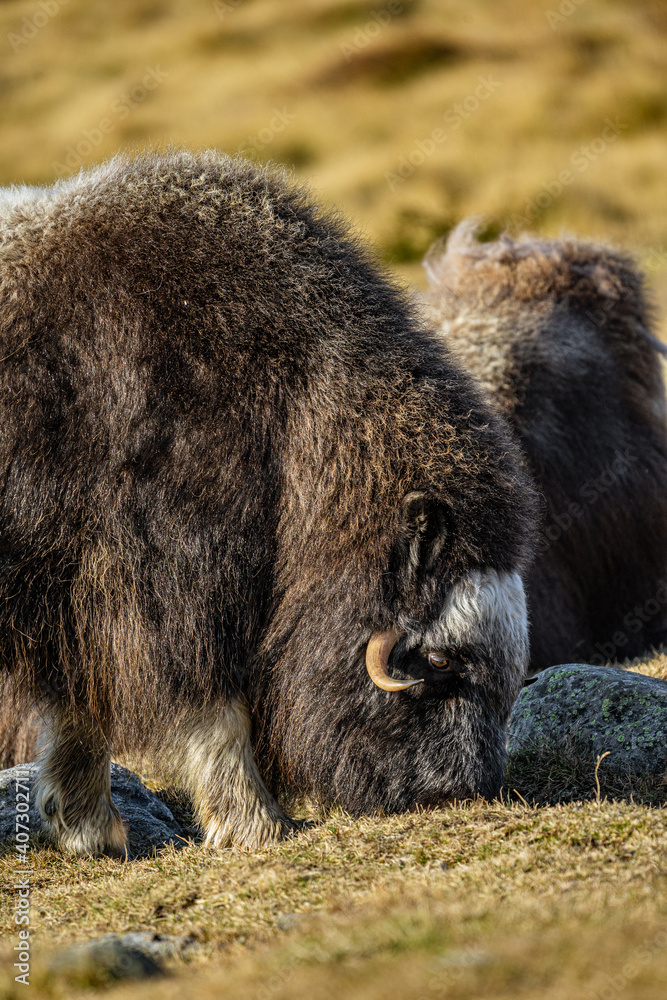 musk ox in norway in dovrefjell relaxing in autumn musk ox in norway in dovrefjell relaxing in autumn