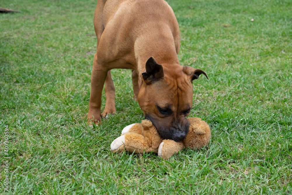 Brown pitbull mix with a black face plays with a toy at an animal shelter Brown pitbull mix with a black face plays with a toy at an animal shelter