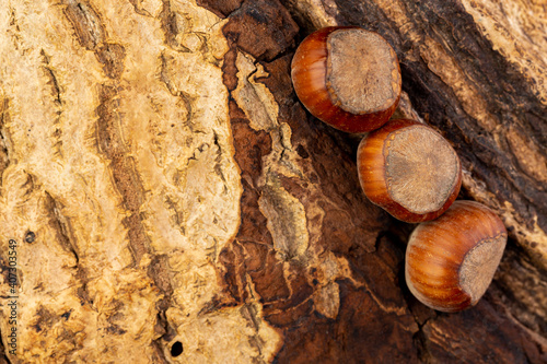 Hazelnuts on an un-debarked piece of wood