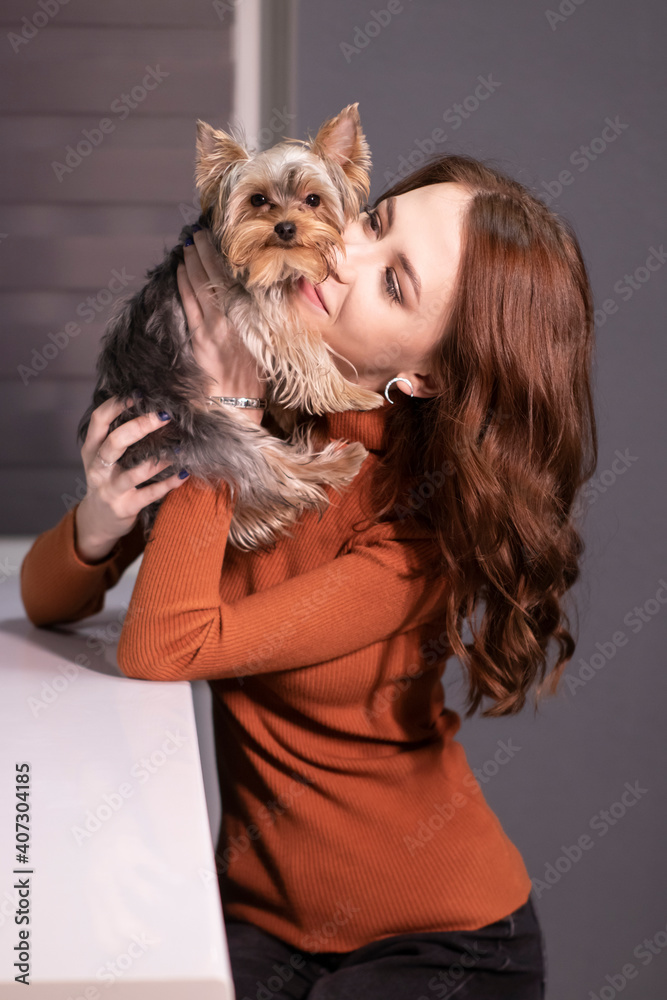 charming brunette woman in brown golf with a Yorkshire Terrier puppy sitting at table in gray room. pet, animal charming brunette woman in brown golf with a Yorkshire Terrier puppy sitting at table in gray room. pet, animal