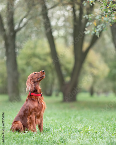 Red irish setter sitting on green grass at nature listening to command photo