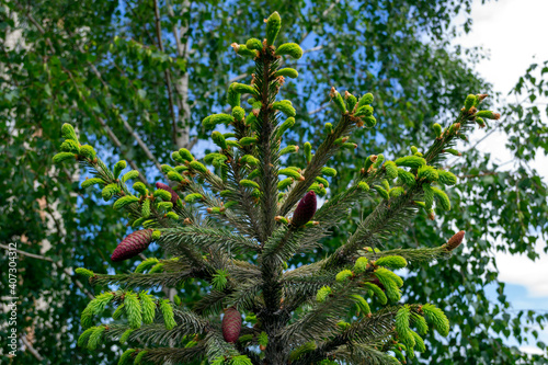 the appearance of new cones on the tree