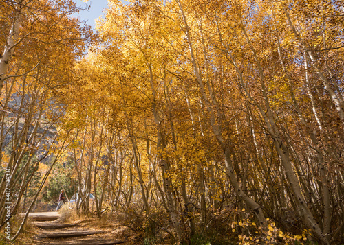 Aspen Trees in the Fall