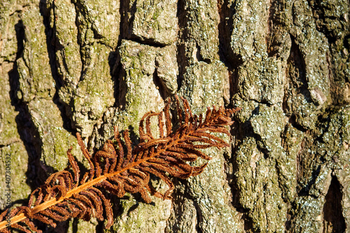Dry brown fern leaf on blurred background of wooden trunk. Selective focus.
