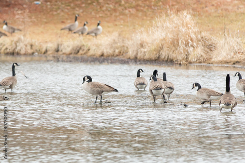 Geese on a cold day 