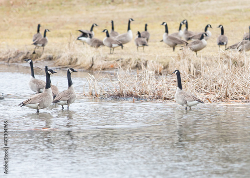 Geese on a cold day  © Chris