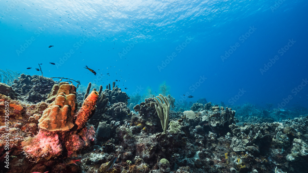 Fototapeta premium Seascape in turquoise water of coral reef in Caribbean Sea, Curacao with fish, coral and sponge