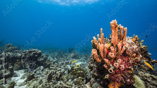 Seascape in turquoise water of coral reef in Caribbean Sea, Curacao with fish, coral and sponge