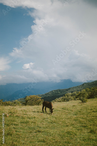 caballo pastando con montañas de fondo