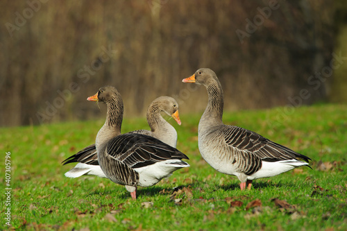 Three wild geese on meadow, The Netherlands