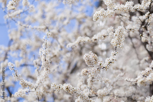 Cherry trees bloom in spring. White cherry blooming. Spring clear sunny blue sky day. Selective focus. Free space. 