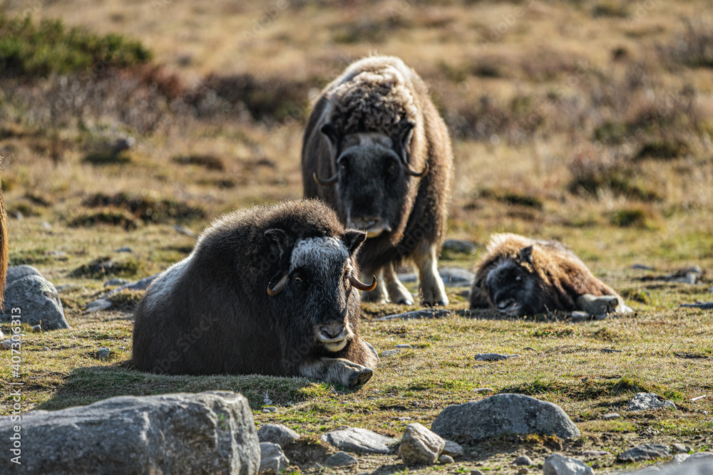 musk ox in norway in dovrefjell relaxing in autumn musk ox in norway in dovrefjell relaxing in autumn