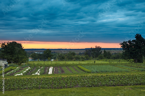 Countryside rural landscape with agricultural cultivated field with vegetables on farmer s vegetable garden with dramatic sunset sky  