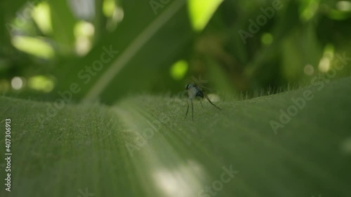 Macro world fly on leaf of corn plant in garden photo