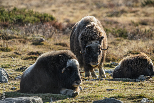 musk ox in norway in dovrefjell relaxing in autumn
