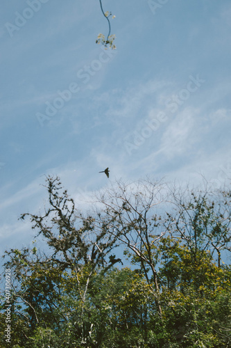 cielo con aves y arboles