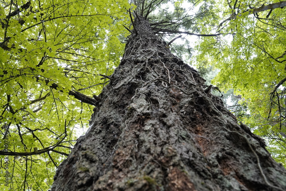 tree in the forest