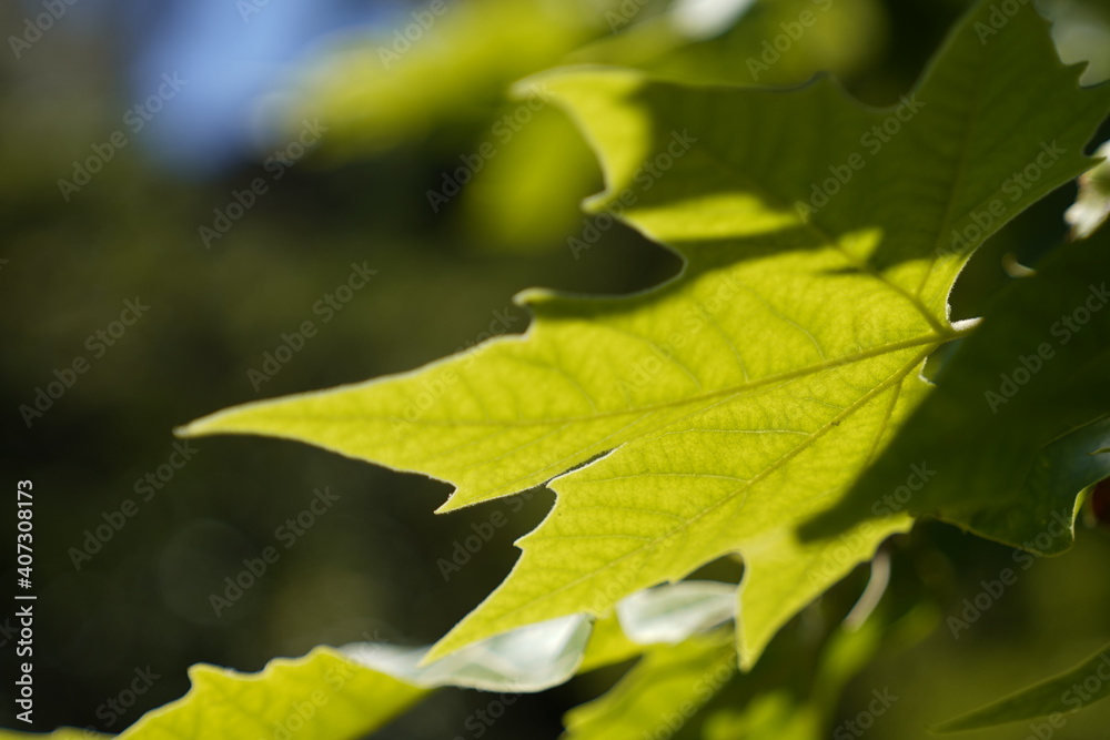 leaves on a tree with sunlight leaves on a tree with sunlight