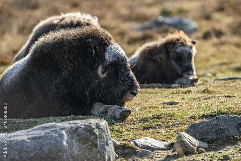 musk ox in norway in dovrefjell relaxing in autumn musk ox in norway in dovrefjell relaxing in autumn